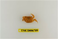 藏品(平背蜞)的圖片